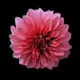 Lykca Hernandez_8451