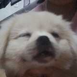 Nguyễn Thiên Ng_9915