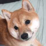 chaigoudanta