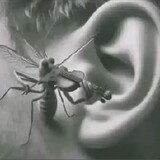 mini mosquitoes