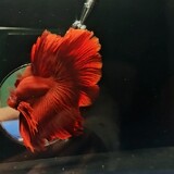 betta Atticroam