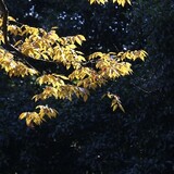 xiangruo