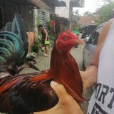 Rodolfojr Junio