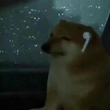 bailandepuppy