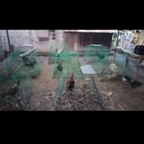 Buhawing Patul GF