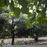 hanzla hameed