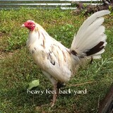 heavy feet back yard