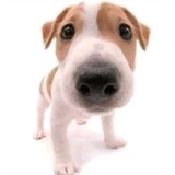 lovelydog