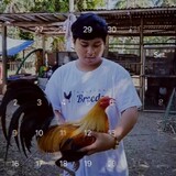 BatangSabungeroooo