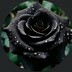 kimhoa Phan_8732