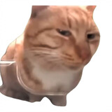 donggan___meme