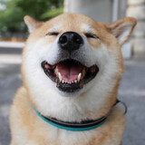 xiaozhupeiqikaifeiji