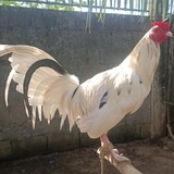 Donald Orio