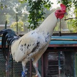 Gatalbackyard