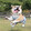 corgis_channel