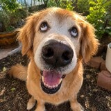 lomdf.net
