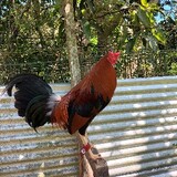 Gamefowl breeder