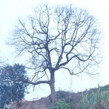 gutadekan