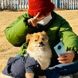 linhuahua--