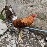 batahandler backyard