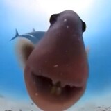 rimoy