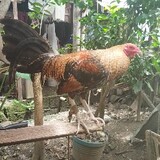 GAACESGAMEFOWL