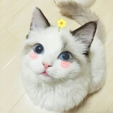 yizhi____miao