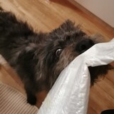jiutubentu