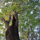 nirenhaiguaihaodelai