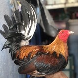 2Brother's(Gameyard)