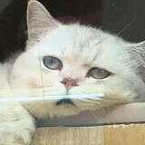 congshangzhuandaoxia