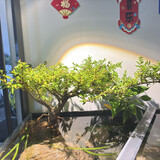 tekaopushuo