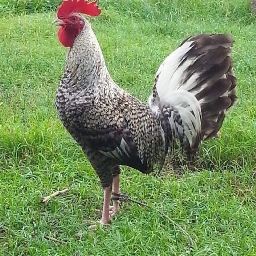 Sabong King 2 Bilibili