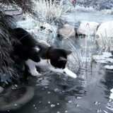 ice-whimsy