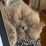 World of cats