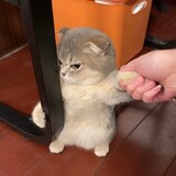 huangshandahei___