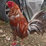 Cutamora Celbert