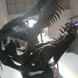 hue nguyen_5431