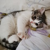 yidiesurou
