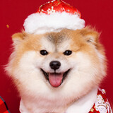 Maomaoshizhizhangmaochai