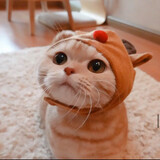 mengdaidaiouo