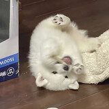 beiziliyoubingmeishi