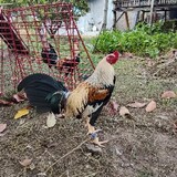 TaRu backyard