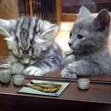 Qiafengtongxueshaonian