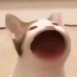 keiiitwt_04