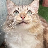 AIN ZULAIKHA_9400