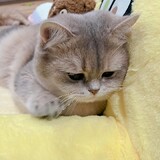 kelepipi_