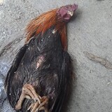 PALALUGUAGENJRENG