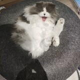 douz____adexiong
