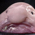 TastyFishy